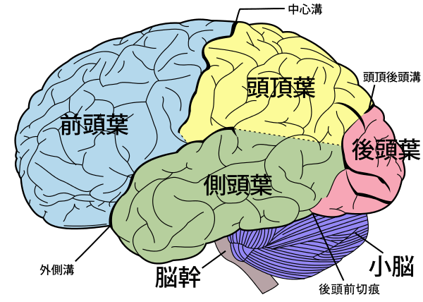 外側から見た大脳皮質の解剖-min