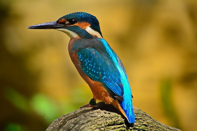 青い鳥（カワセミ）小鳥のさえずりによる美